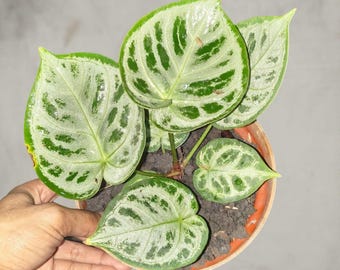 anthurium Dorayaki Silver rare aroid tropical house plant