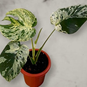 Monstera King Bulbasaur Kleine panaschierte tropische Zimmerpflanze