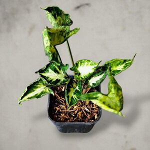 Syngonium Godzilla rzadka tropikalna roślina doniczkowa