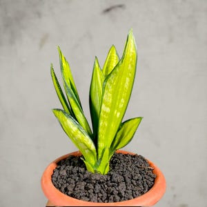 Brazilian Moonshine Sansevieria - Etsy