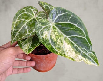 anthurium  Crsytallinum rare aroid tropical house plant