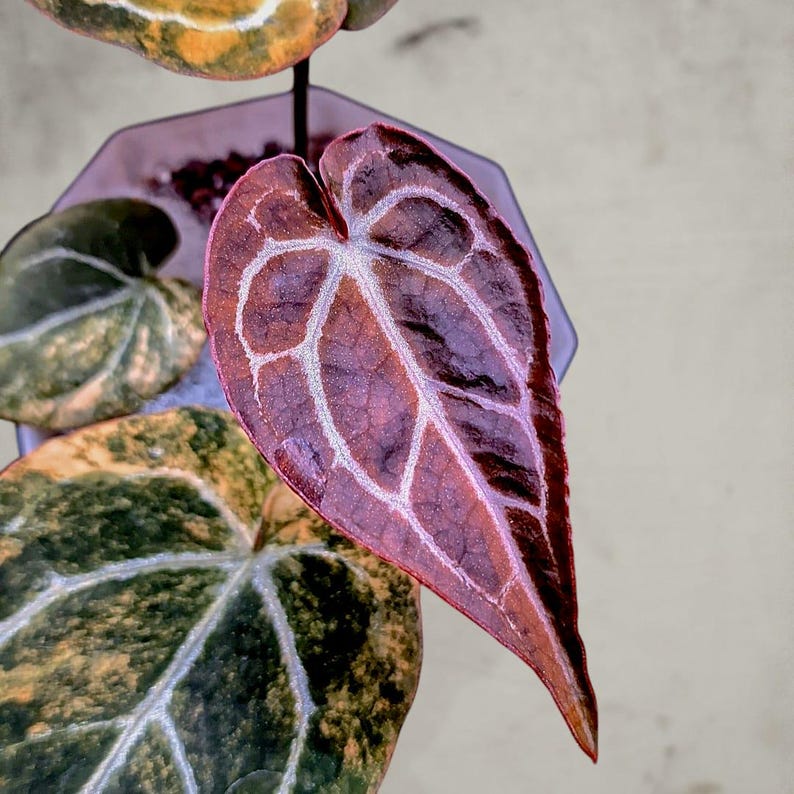 May include: Close-up of an Anthurium leaf with a heart shape. The leaf is a deep burgundy color with prominent white veins. Other leaves in the image are green and yellow. The plant is in a purple pot. The image is well-lit and detailed.