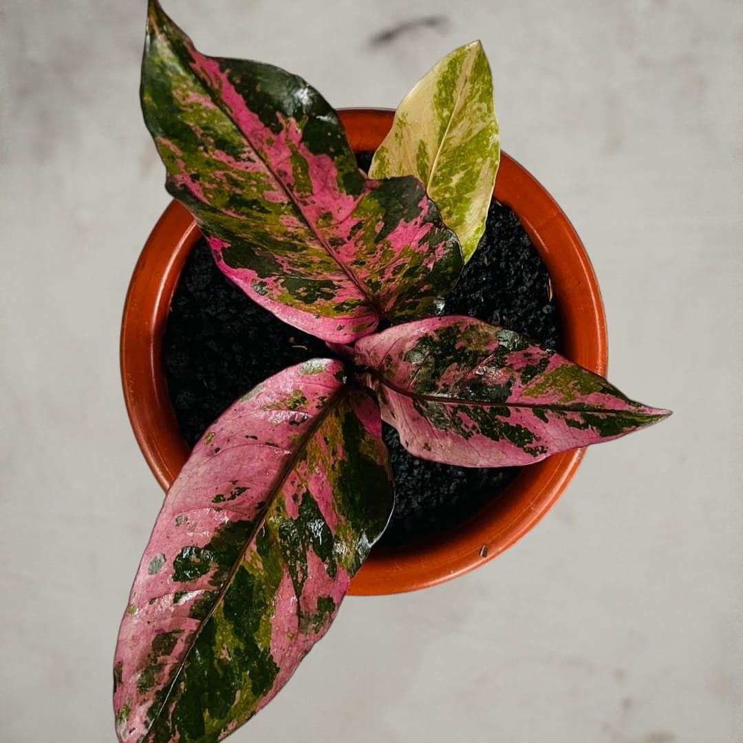 Pink Variegated Anthurium Hookeri - Etsy