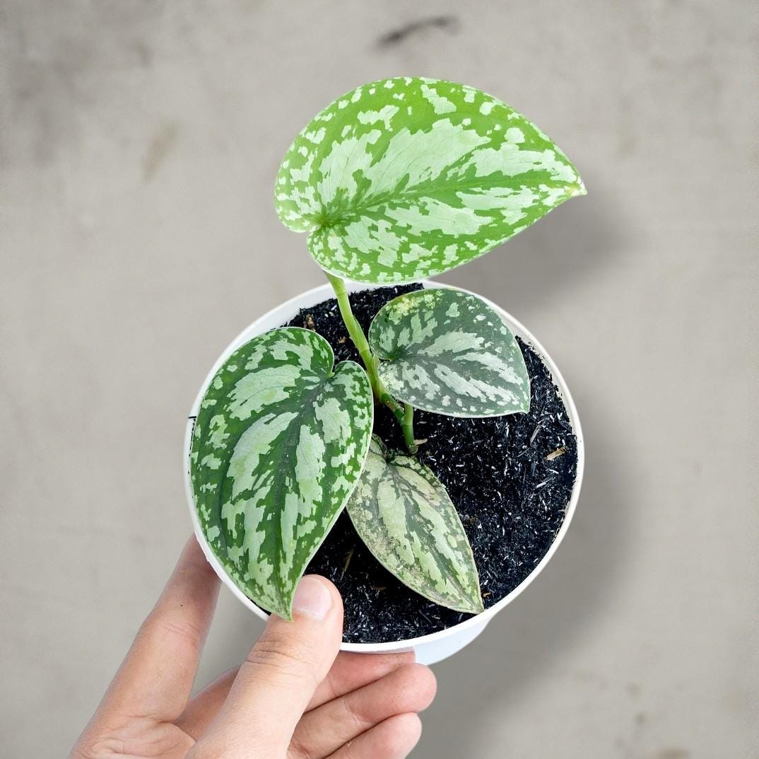 Scindapsus borneo - Etsy 日本