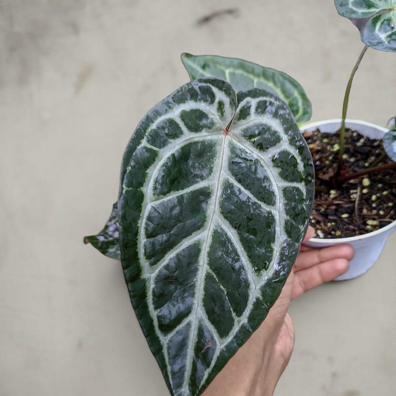 May include: Close-up of a dark green Anthurium plant leaf with striking white veining. The leaf is large and heart-shaped, with a glossy texture. The plant is in a white pot, and the background is a neutral colour.