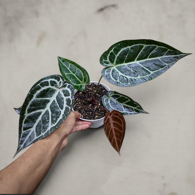 May include: Anthurium plant in a white pot, featuring large, dark green leaves with striking white veining. Some leaves are reddish-brown. The plant is a houseplant, and is held in a white pot. The plant is a houseplant.