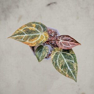 May include: Overhead view of a potted plant with large, variegated leaves. The leaves display a mix of green, yellow, and orange hues with prominent white veining. The pot is white and filled with soil and small pebbles.
