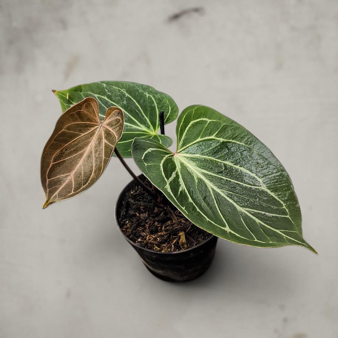 Anthurium Kos Butterfly - Etsy