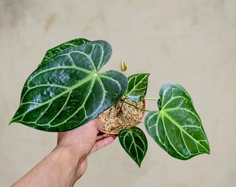 anthurium  Minahasa  rare aroid tropical house plant