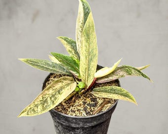 anthurium  Claniervium  rare aroid tropical house plant