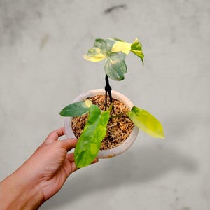 Op de afbeelding: Een kleine bonte Philodendron-plant met geel en groen gevlekte bladeren, geplant in een ronde witte pot gevuld met bruin veenmos. De plant heeft een centrale donkere stengel die verschillende brede, puntige bladeren ondersteunt.