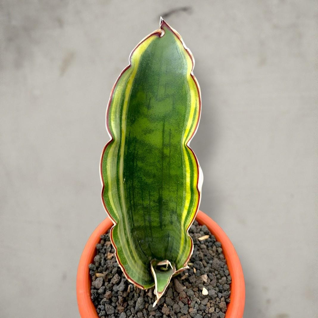 Sansevieria Dragon Wing - Etsy