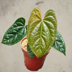 Op de afbeelding: Een kamerplant in een terracotta pot, met grote, getextureerde groene bladeren, sommige met gele randen. De plant heeft een volle uitstraling, met meerdere bladeren die zich vanuit het midden uitspreiden.