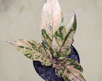 anthurium  Hookeri black pink rare aroid tropical house plant