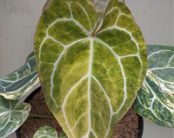 anthurium  Crsytallinum  rare aroid tropical house plant