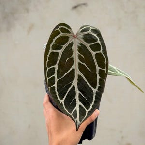 Anthurium Kos X Hu - Etsy Canada