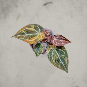 May include: Overhead view of a potted plant with large, variegated leaves. The leaves display a mix of green, yellow, and orange hues with prominent white veining. The pot is white, and the soil is visible.