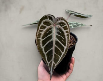 anthurium Red Tiger  rare aroid tropical house plant
