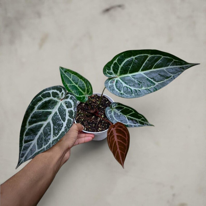 May include: Anthurium crystallinum plant in a white pot. The plant has large, dark green leaves with striking white veining. Some new leaves are reddish-brown. The plant is a popular houseplant, often grown for its decorative foliage.