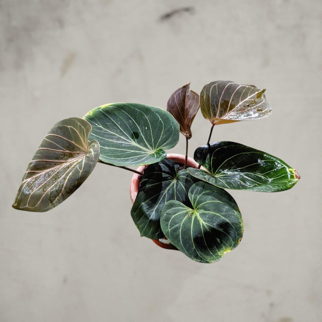 Anthurium King of Spades Plant - Etsy
