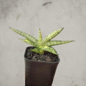 sansevieria miniature Snake Plant 'Laurentii Dwarf' | Indoor Plant | Tropical Plant | Potted  Plant