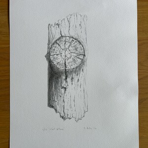 Silent Witness. Detailed Tree trunk study on graphite pencil over Bristol 250gr A3 paper. Limited edition. Signed.