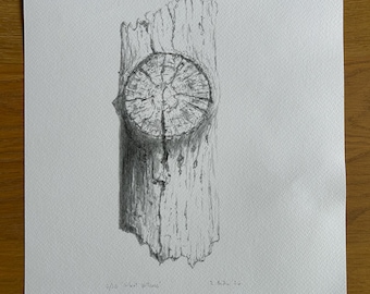 Stiller Zeuge. Detaillierte Baumstammstudie, gezeichnet mit Graphit auf Bristol-Papier (250 g/m², A3). Limitierte Auflage. Signiert.