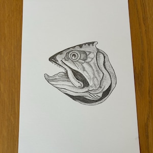 Head of Atlantic Salmon. British Museum 19th Century. Graphite Pencil Drawing. Available in A5 format printed on quality 250 gr. matt white
