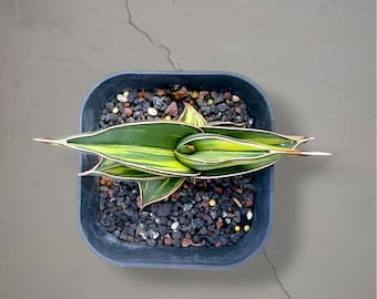 Sansevieria rorida bonte, zeldzame tropische plant – donkergroene geaderde bladeren