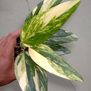 Monstera Standleyana Medium Brokig aroid Tropisk krukväxt