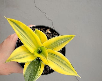 Sansevieria Chelomitha Bonte zeldzame tropische plant – donkergroene geaderde bladeren