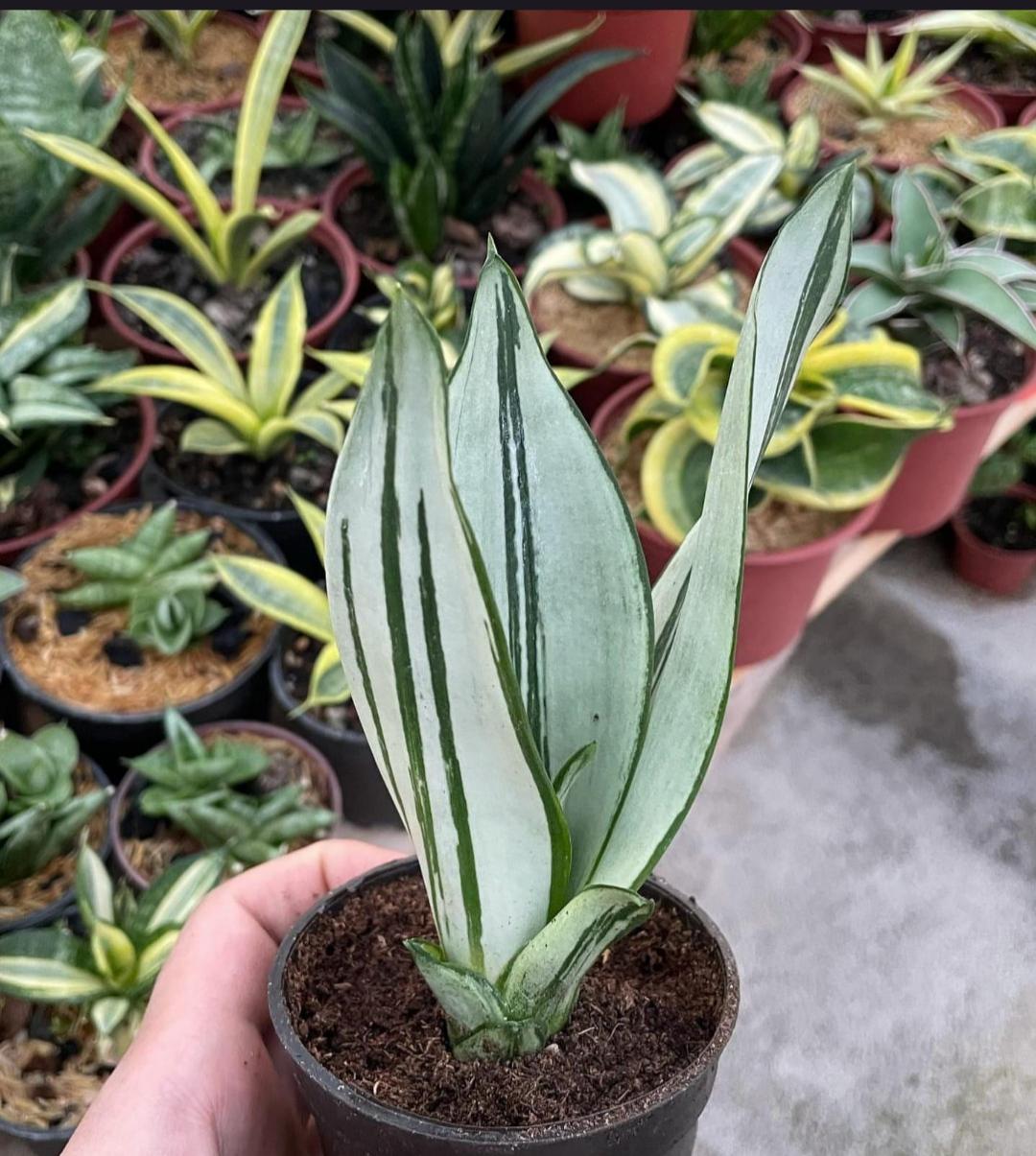 Sansevieria whitney - Etsy 日本