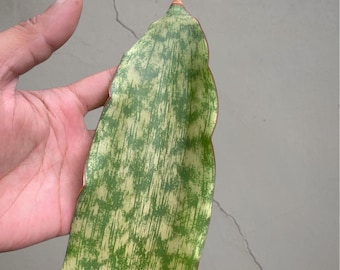 Sansevieria pemba bonte, zeldzame tropische plant – donkergroene geaderde bladeren