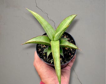 Sansevieria Hybrid Mutia Bonte zeldzame tropische plant – donkergroene geaderde bladeren