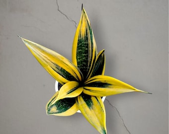 Sansevieria Gold Flame bonte zeldzame tropische plant – donkergroene geaderde bladeren