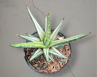 Sansevieria Franscisii Witbonte zeldzame tropische plant – donkergroene geaderde bladeren