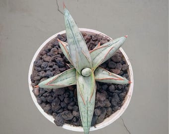 Sansevieria Silver Clone bonte zeldzame tropische plant – donkergroene geaderde bladeren