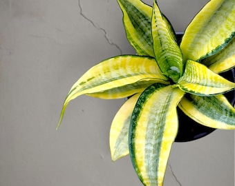 Sansevieria Marga bonte, zeldzame tropische plant – donkergroene geaderde bladeren