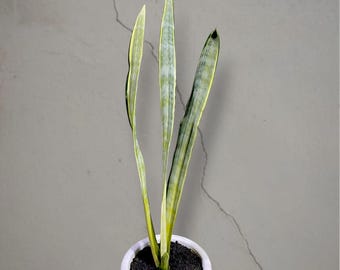 Sansevieria Golden Street bonte zeldzame tropische plant – donkergroene geaderde bladeren