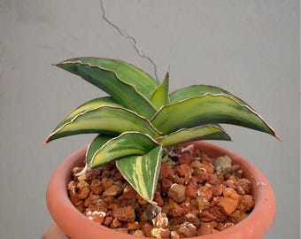 Sansevieria Robusta Drawf gele bonte zeldzame tropische plant – donkergroene geaderde bladeren