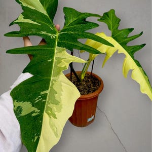 Könnte beinhalten: Eine Philodendron-Pflanze mit tief gelappten, panaschierten Blättern, die ein Muster aus Dunkelgrün und Cremegelb aufweisen. Die Pflanze steht in einem einfachen braunen Kunststofftopf mit Erde und zeigt eine ausgeprägte Blattpanaschierung.