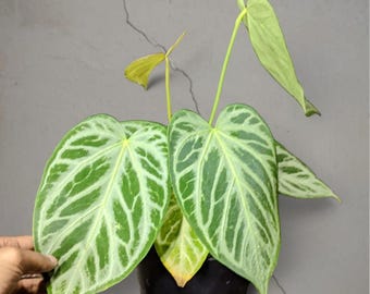Zeldzame tropische plant anthurium zilveren vlinder – donkergroene geaderde bladeren
