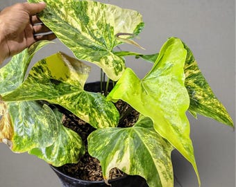 Zeldzame tropische plant anthuriumpterodactylus – donkergroene geaderde bladeren