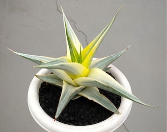 Sansevieria sneeuwwitje bonte zeldzame tropische plant – donkergroene geaderde bladeren