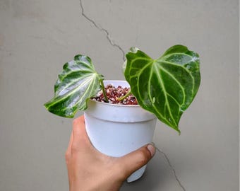 Anthurium Seedlings-4 (anthurium Forgetii X Wu5 Red Crystallinum