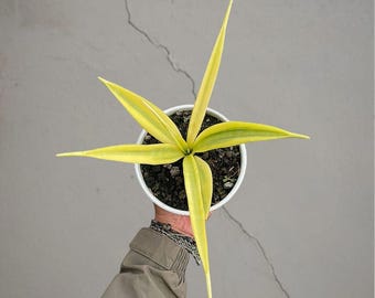 Sansevieria Parva Lanvet gele bonte zeldzame tropische plant – donkergroene geaderde bladeren