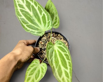 Anthurium zilverchroom zeldzame tropische plant – donkergroene geaderde bladeren