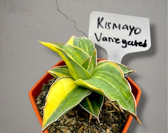 Sansevieria kismanyo bonte, zeldzame tropische plant – donkergroene geaderde bladeren