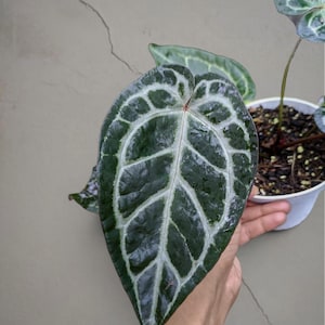 May include: Close-up of a dark green Anthurium crystallinum leaf with prominent white veining. The leaf is held in front of a neutral background. The plant is in a white pot with soil.