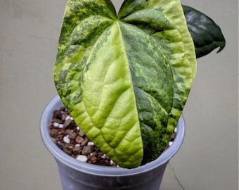 Anthurium ibrido lussemburghese, pianta tropicale rara con foglie verde scuro venate.